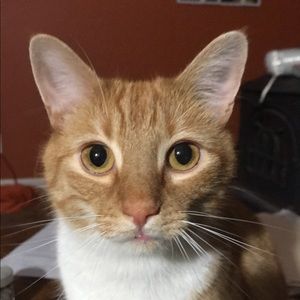 Meet your Posher, Robin